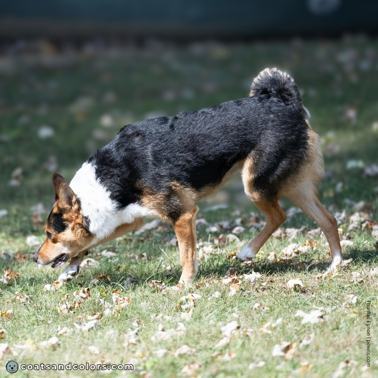 coatsandcolors.com creeping tan half saddle 1