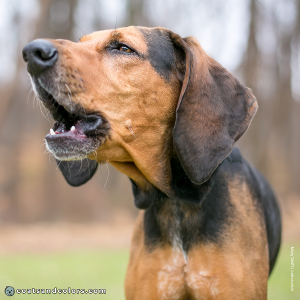 coatsandcolors.com creeping tan hound