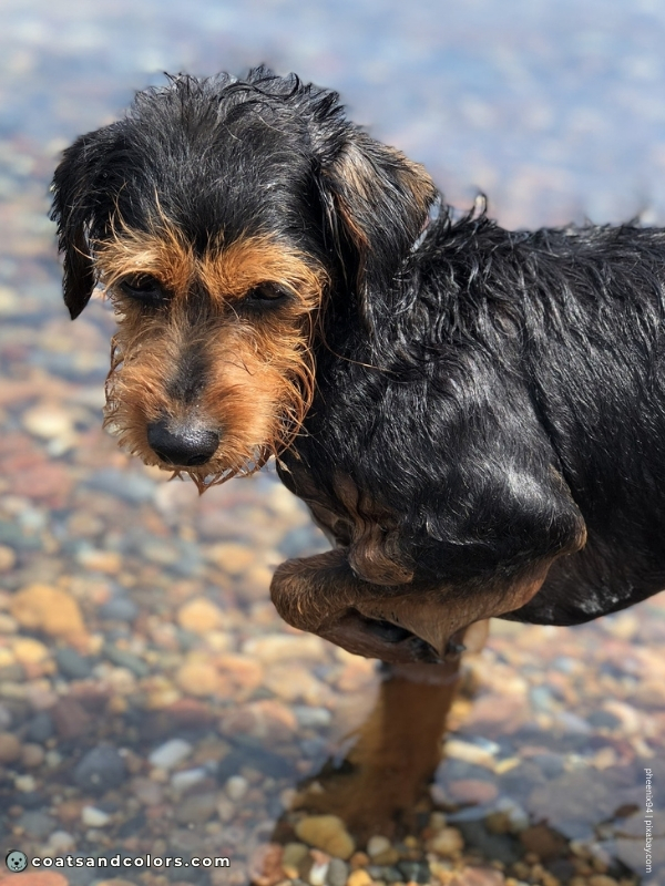 coatsandcolors.com creeping tan terrier