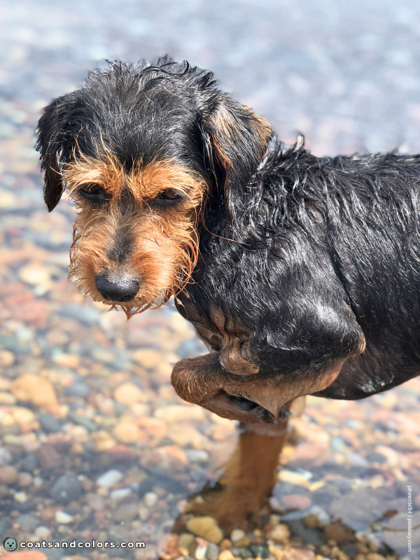 coatsandcolors.com creeping tan wirehaired