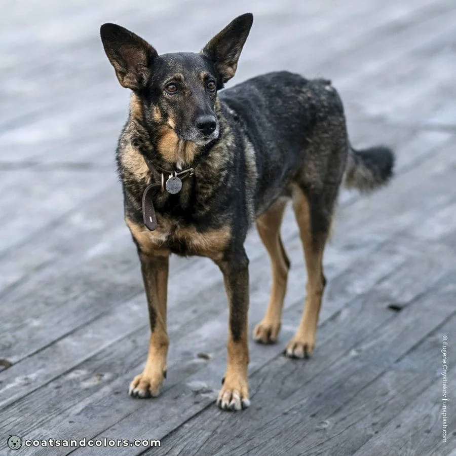 coatsandcolors.com dark agouti GSD