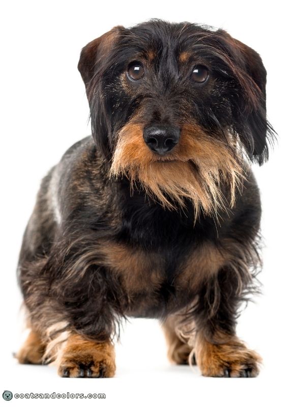 coatsandcolors.com dark agouti black Dachshund