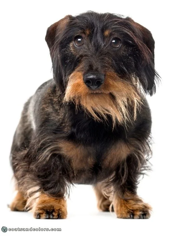 coatsandcolors.com dark agouti black Dachshund