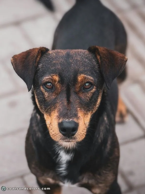 coatsandcolors.com dark agouti black mixed breed