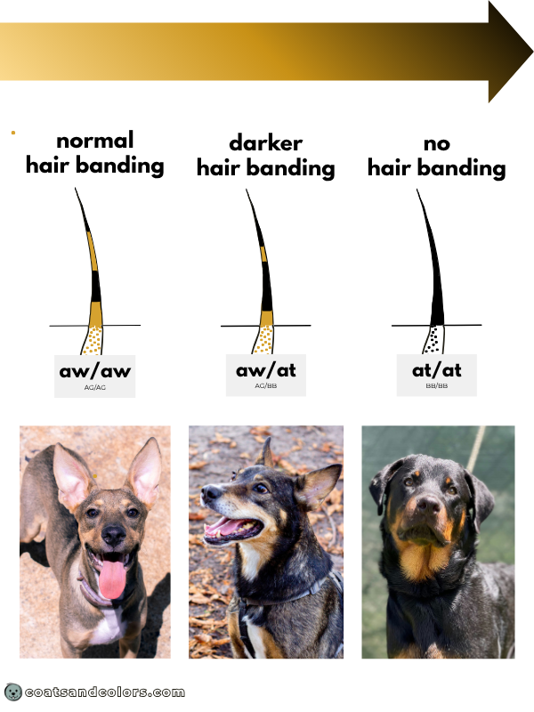 coatsandcolors.com dark agouti hair banding variation