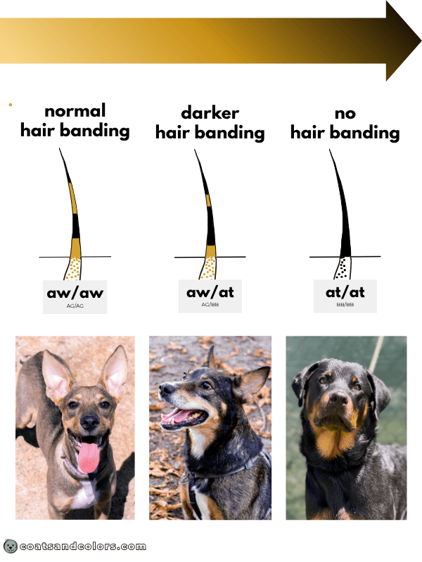 coatsandcolors.com dark agouti hair banding variation