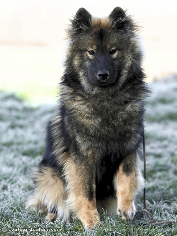 coatsandcolors.com dark agouti mask Eurasier