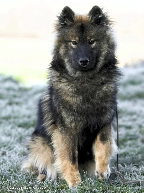 coatsandcolors.com dark agouti mask Eurasier