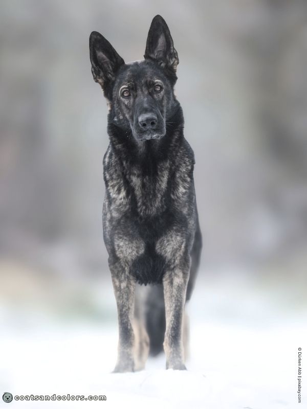 coatsandcolors.com dark agouti masked GSD
