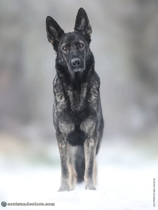 coatsandcolors.com dark agouti masked GSD