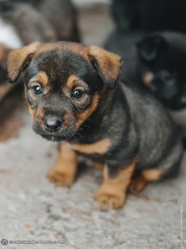 coatsandcolors.com dark agouti puppy