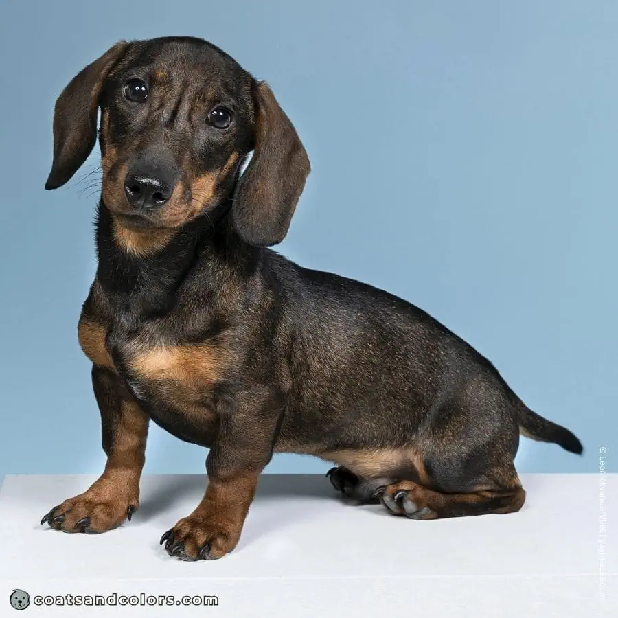 coatsandcolors.com dark agouti smooth Dachshund