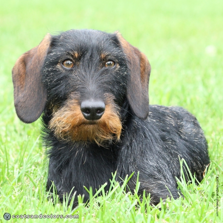 coatsandcolors.com dark agouti wild boar Dachshund