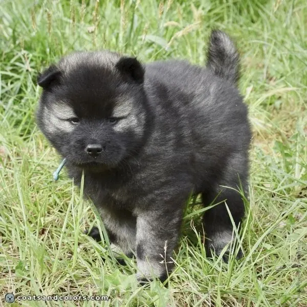 coatsandcolors.com dark agouti Eurasier puppy