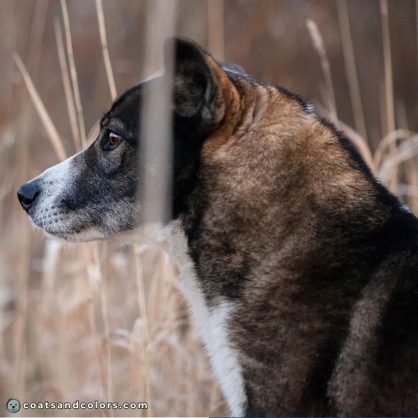 coatsandcolors.com dark agouti dogs pale neck shading