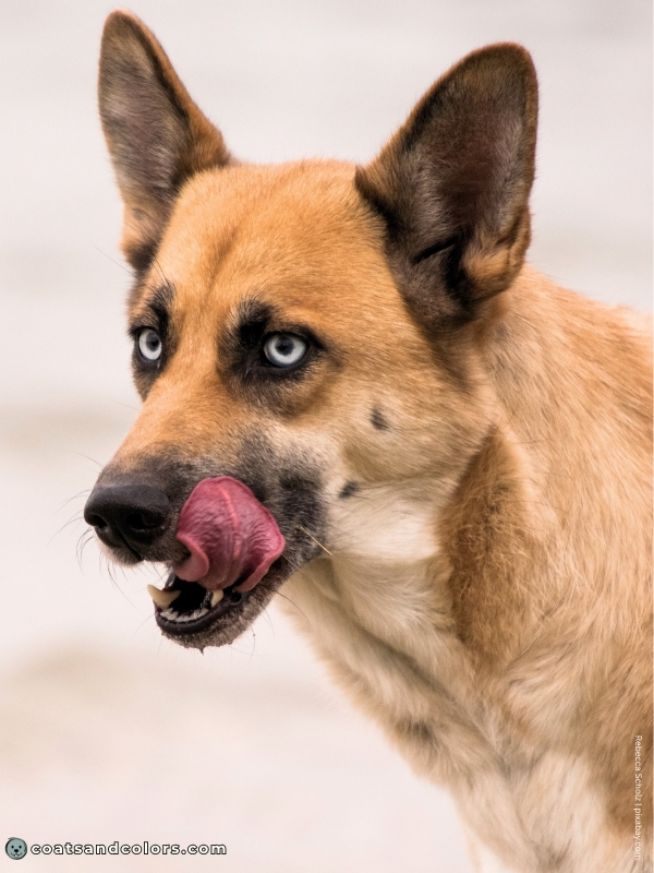 coatsandcolors.com dog blue eyes solid fawn blue eyes