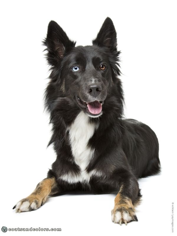 coatsandcolors.com dog blue eyes solid head markings blue eye