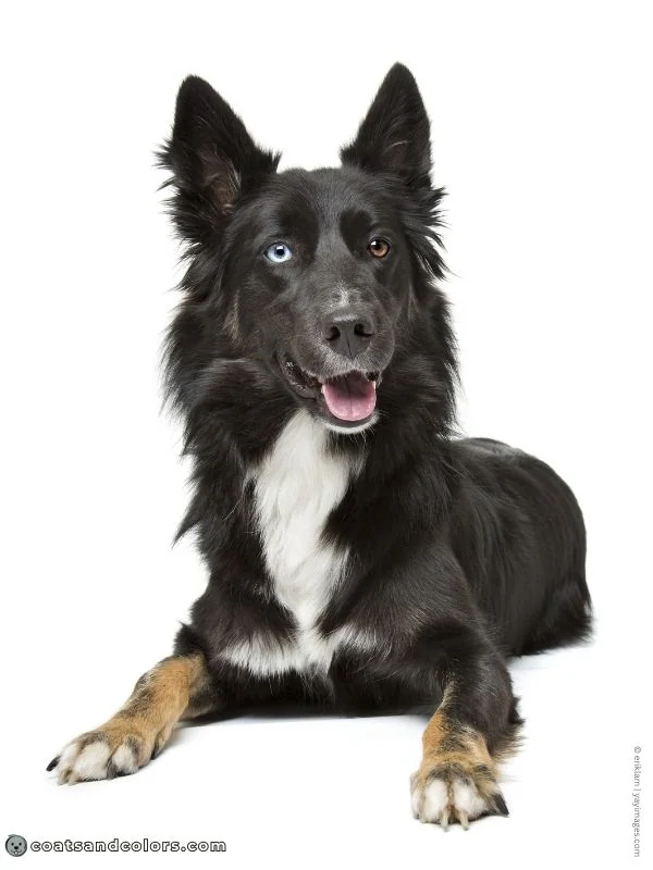 coatsandcolors.com dog blue eyes solid head markings blue eye