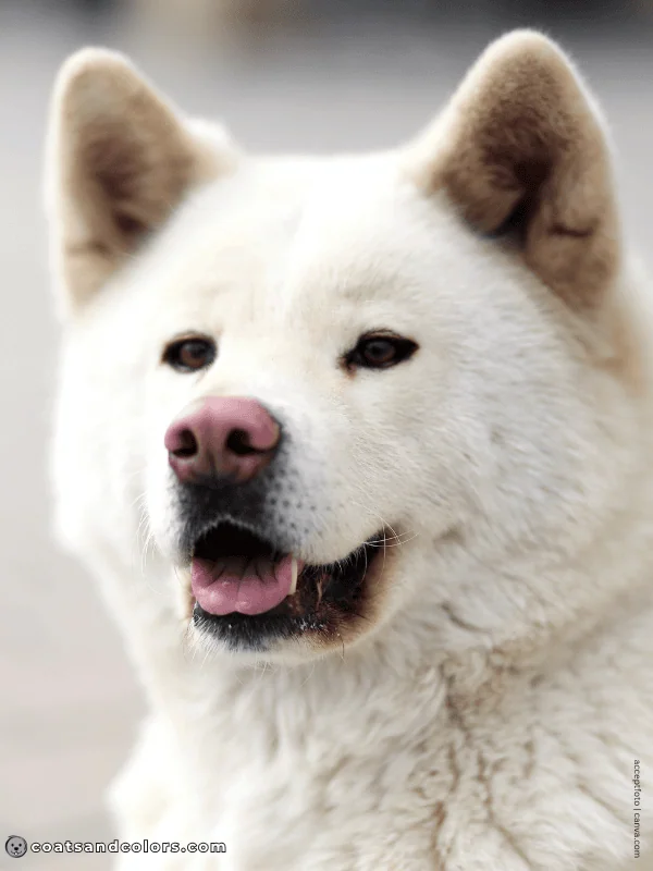 coatsandcolors.com dog nose turning pink Akita Inu