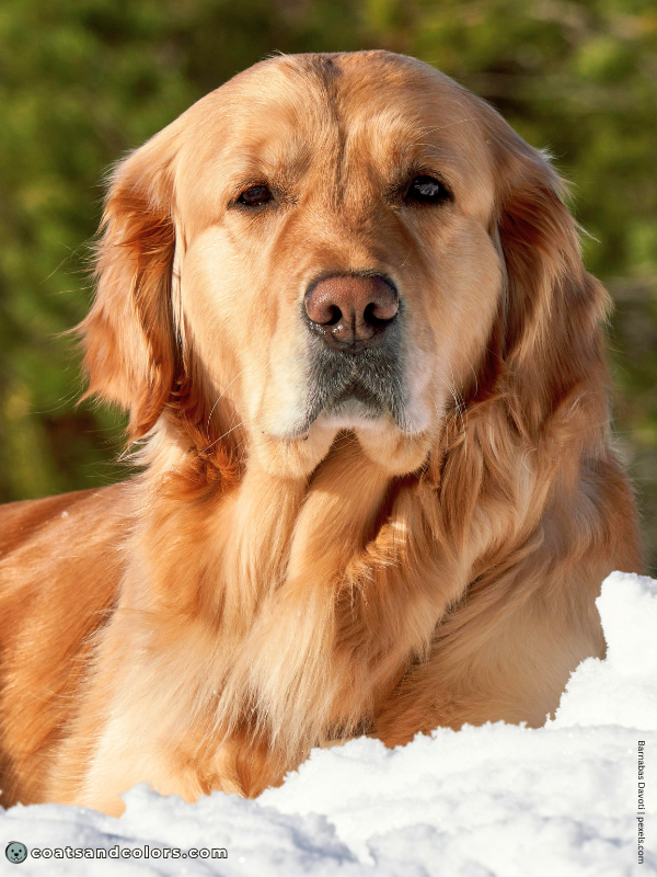 coatsandcolors.com dog nose turning pink Golden retriever snow nose 2