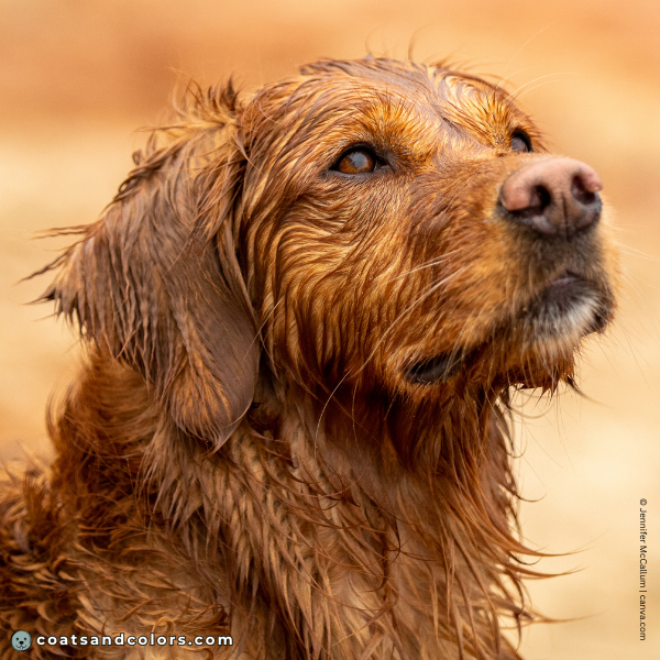 coatsandcolors.com dog nose turning pink Golden retriever snow nose