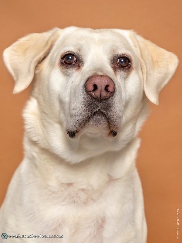 coatsandcolors.com dog nose turning pink Labrador 2
