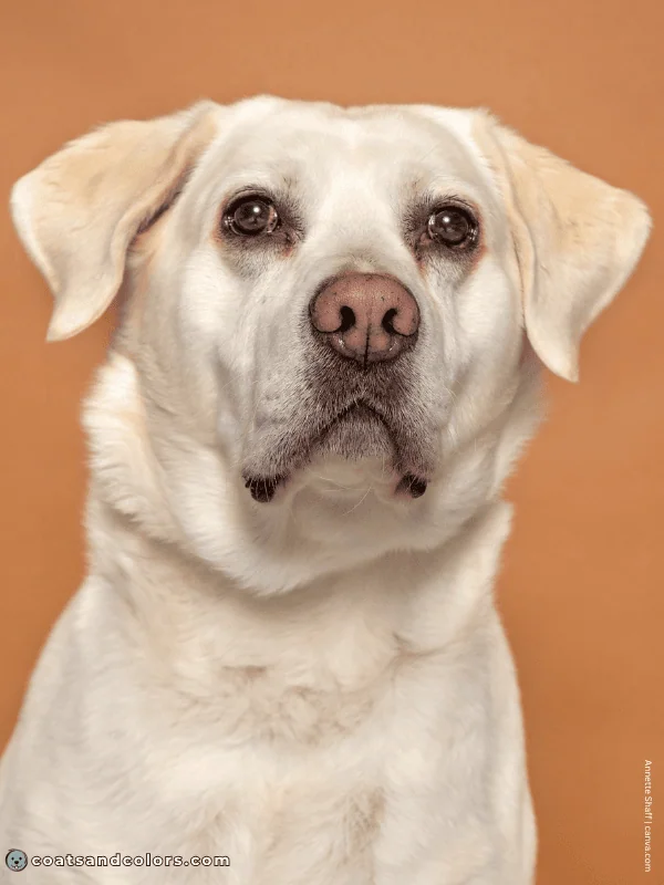 coatsandcolors.com dog nose turning pink Labrador 2