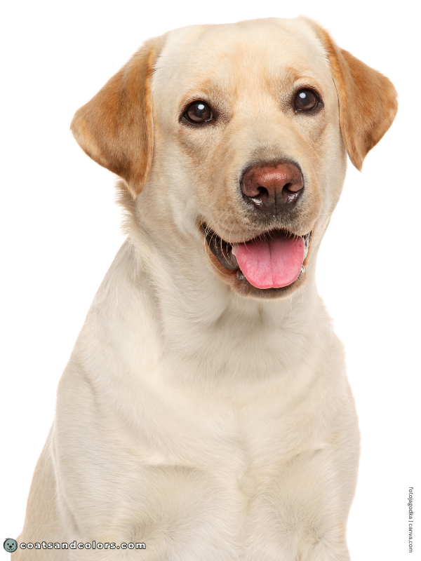 coatsandcolors.com dog nose turning pink Labrador