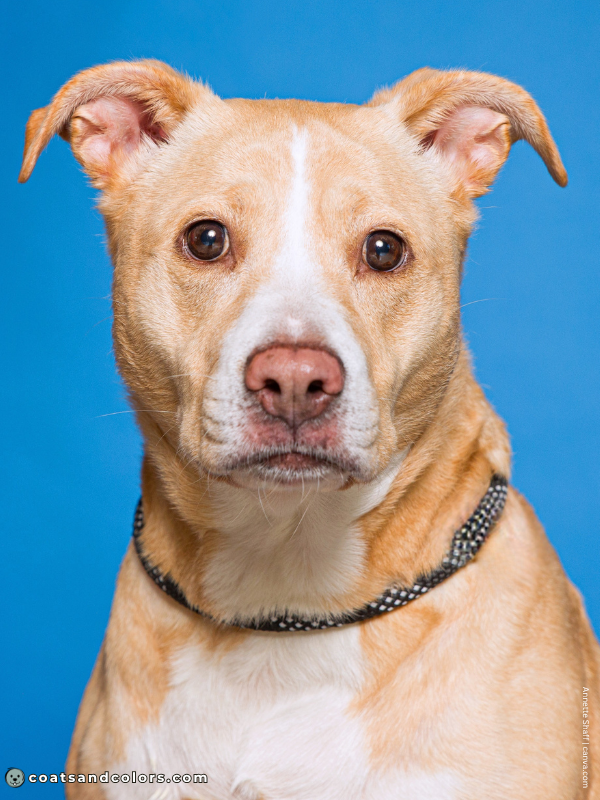 coatsandcolors.com dog nose turning pink cream white bully type