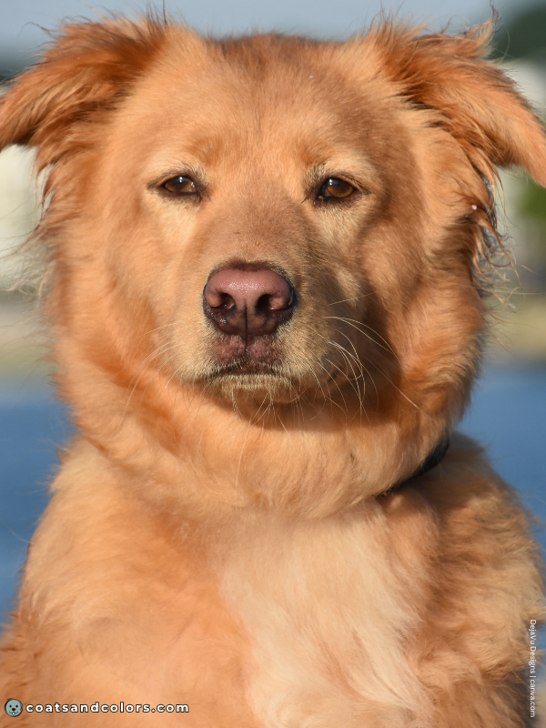 coatsandcolors.com dog nose turning pink pigment edge