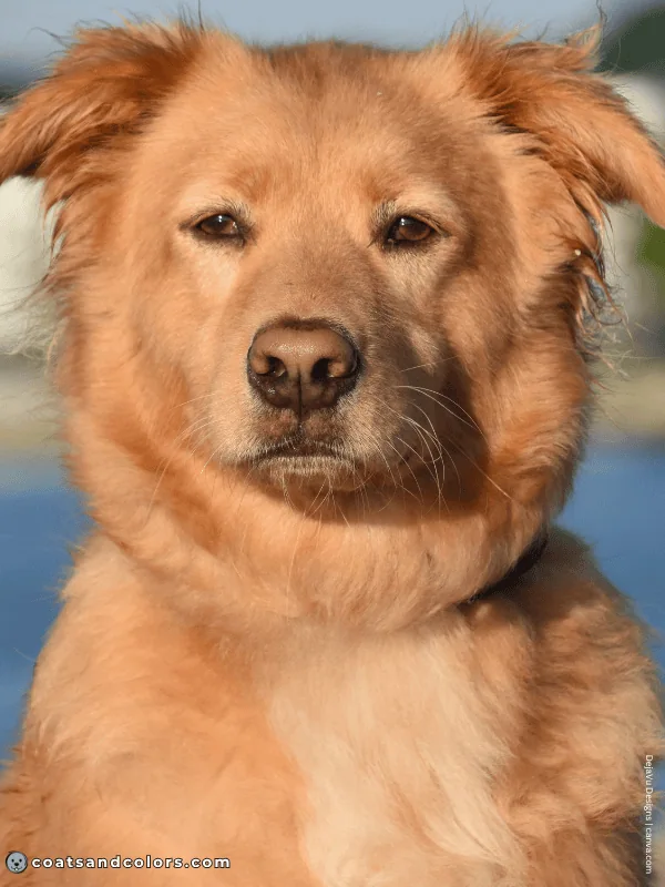 coatsandcolors.com dog nose turning pink pigment edge