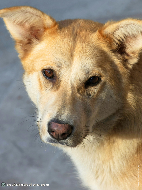 coatsandcolors.com dog nose turning pink sable countershading
