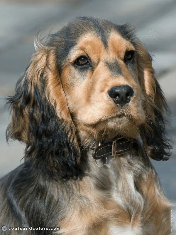 coatsandcolors.com eH Cocker Sable puppy face markings