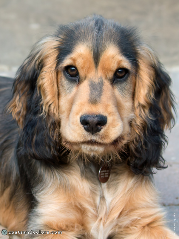 coatsandcolors.com eH Cocker Sable puppy head