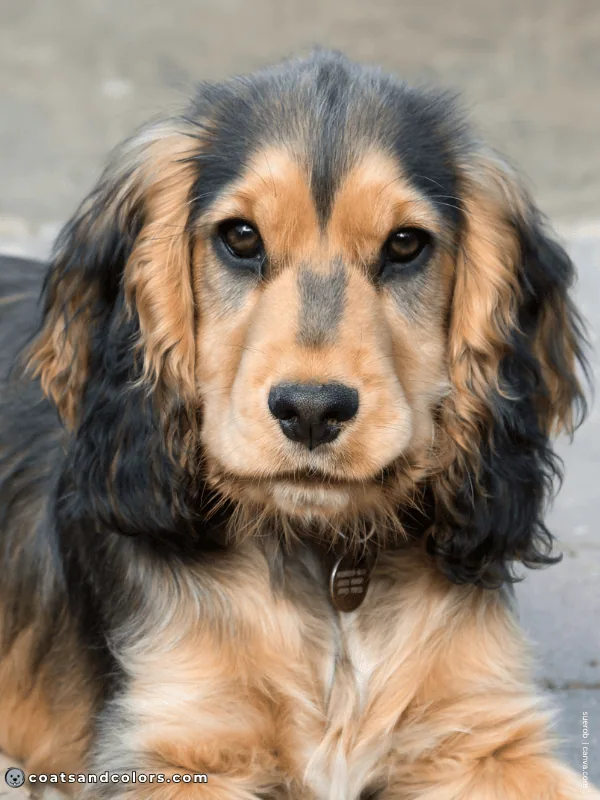 coatsandcolors.com eH Cocker Sable puppy head