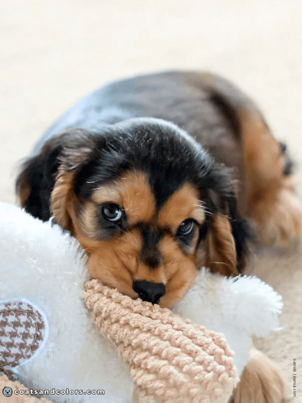 coatsandcolors.com eH Cocker Sable young puppy