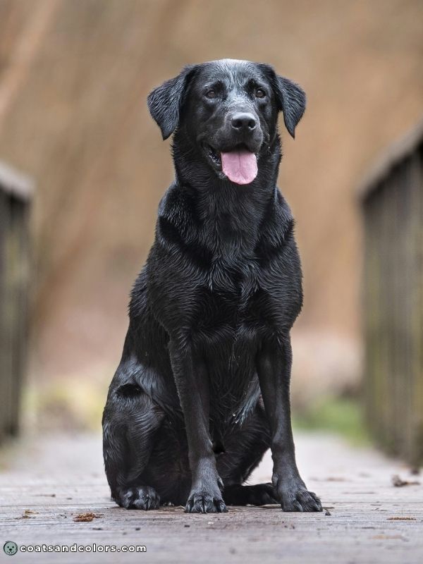 coatsandcolors.com eumelanin base colors black Labrador