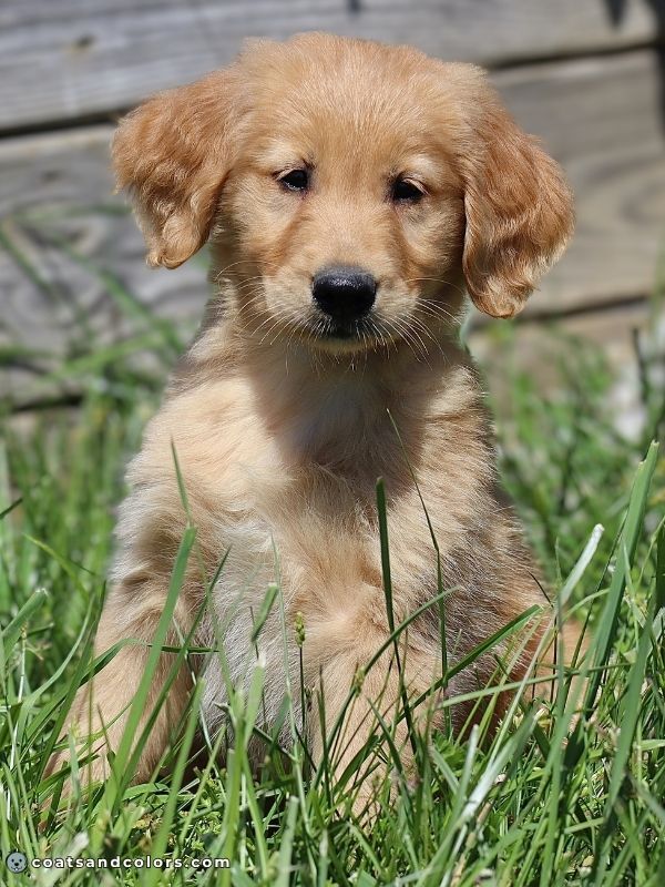 coatsandcolors.com eumelanin base colors black based recessive red