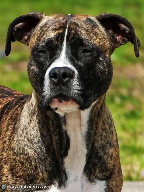 coatsandcolors.com eumelanin base colors black based sable brindle masked