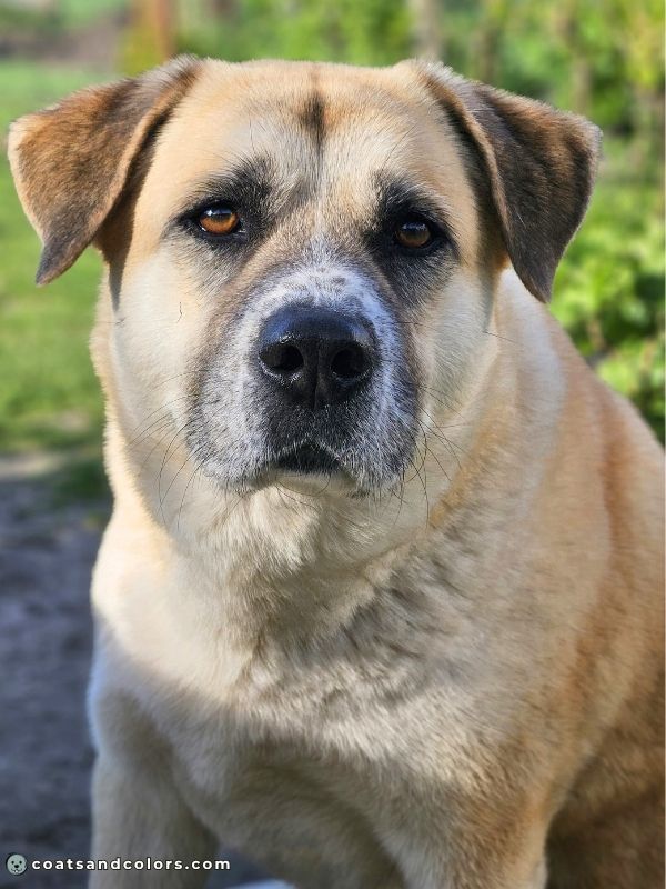 coatsandcolors.com eumelanin base colors black based sable