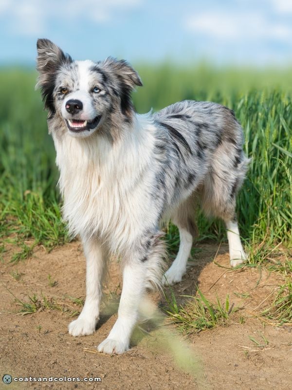 coatsandcolors.com eumelanin base colors black merle