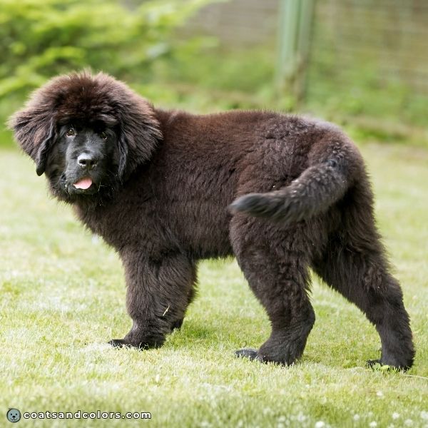 coatsandcolors.com eumelanin base colors black rusting