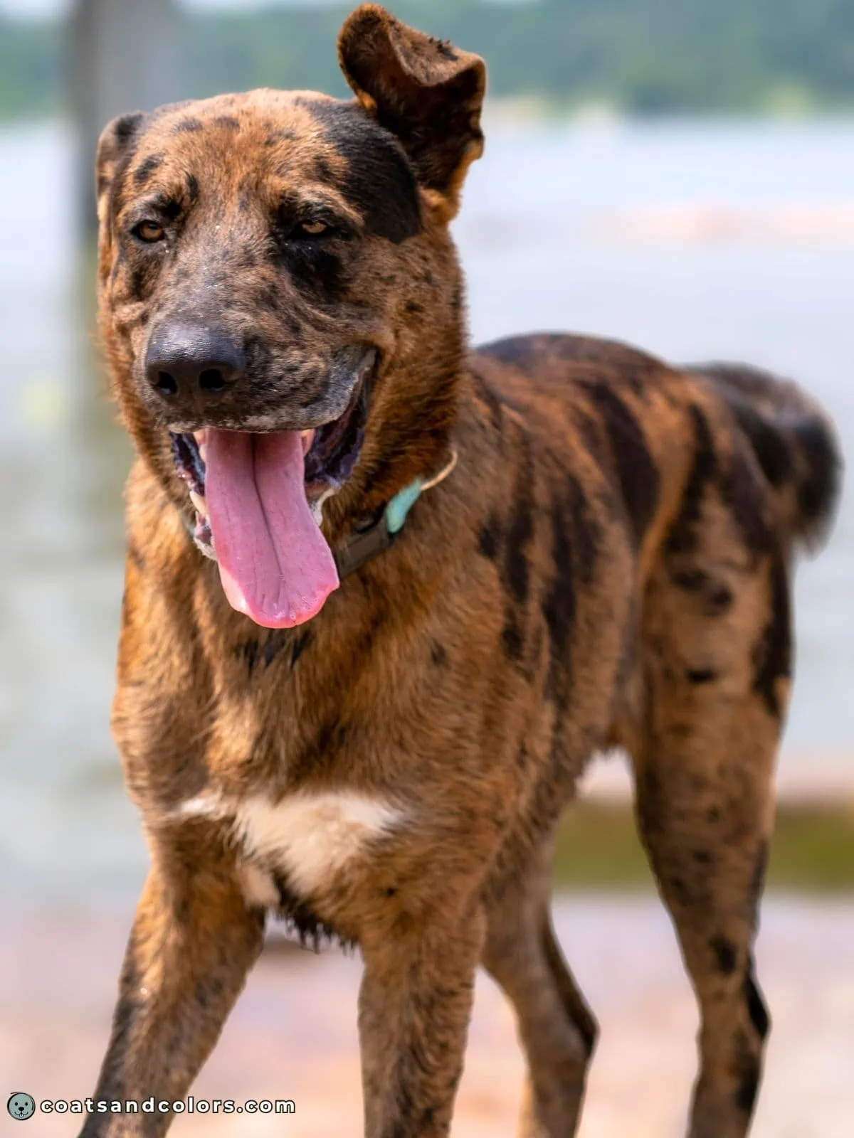 coatsandcolors.com eumelanin base colors black seal merle