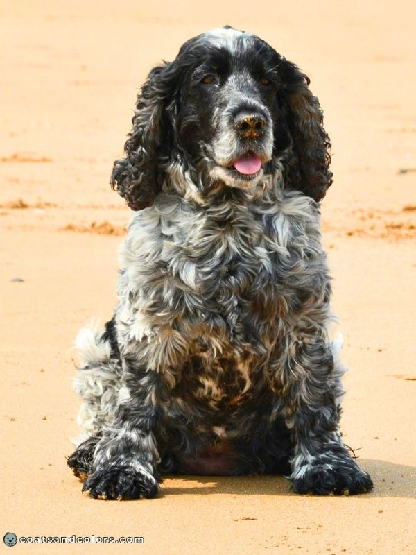 coatsandcolors.com eumelanin base colors black ticking