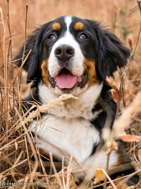 coatsandcolors.com eumelanin base colors black tricolor