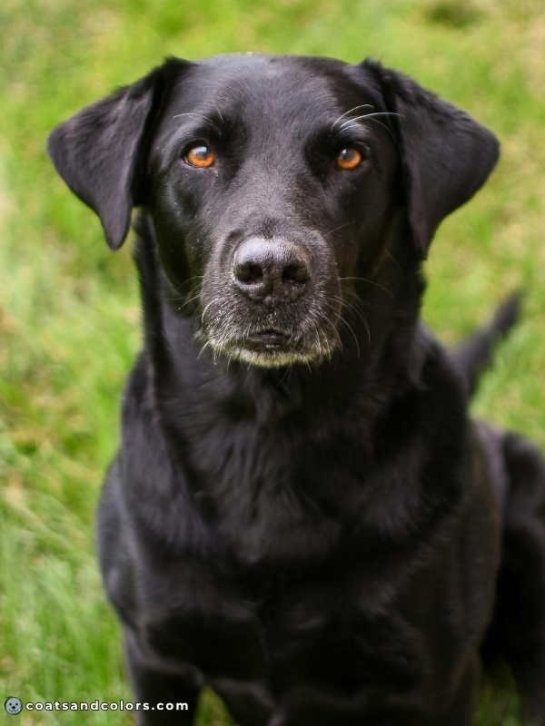 coatsandcolors.com eumelanin base colors black