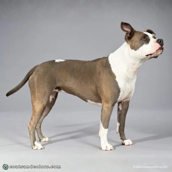 coatsandcolors.com eumelanin base colors blue seal