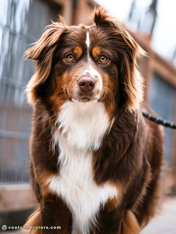 coatsandcolors.com eumelanin base colors brown based tan point