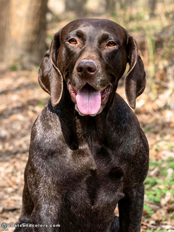 coatsandcolors.com eumelanin base colors brown is not red