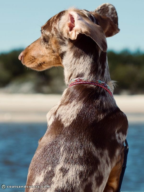 coatsandcolors.com eumelanin base colors brown merle